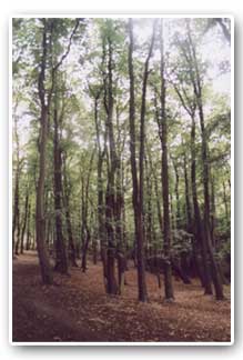 Herringthorpe Wood