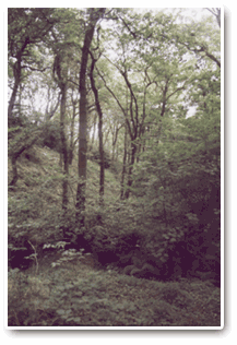 New Hall Wood