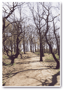 Wheata Wood