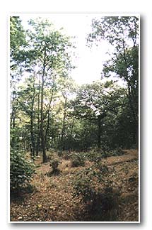 Glade in Woolley Wood