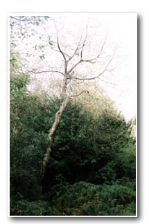 Yew and Wild Cherry