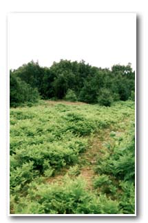 Open area in Canklow Wood