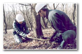 Tree felling in progress