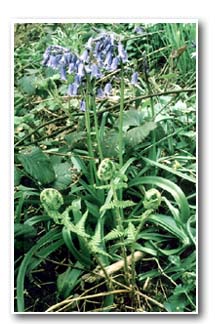 Bluebell close up