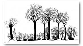 Coppice-with-standards