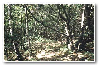 Oak-Birch woodland