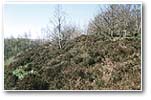 Heathland in Prior Royd